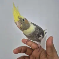 عروس هلندی|پرنده|بندر امام خمینی, |دیوار