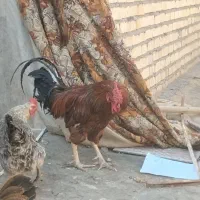 مرغ وخروس محلی