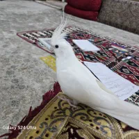 عروس هلندی البینو