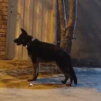 سگ ژرمن اصیل