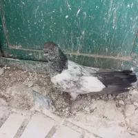 کبوتر پاکستانی|پرنده|سرپل ذهاب, |دیوار