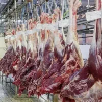 گوشت شتر مرغ|حیوانات مزرعه|پلنگ آباد, |دیوار