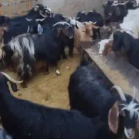 بز ابستن|حیوانات مزرعه|بندر گناوه, |دیوار