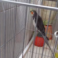 عروس هلندی نر سخنگو و رام