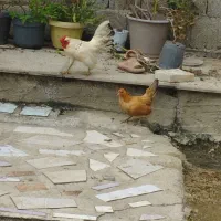 مرغ و خروس چینی چهل تاج سالم.950