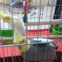 فروش جفت مولد عروس|پرنده|اندیمشک, |دیوار