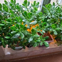 گل های زیبا|گل و گیاه طبیعی|مرند, |دیوار