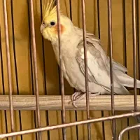 عروس هلندی جوجه بالغ دستی و سخنگو وجفت همه مدل رنگ|پرنده|اسدآباد, |دیوار