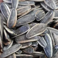 تخمه کم نمک
