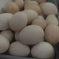 تخم مرغ محلی نطفه دار و خوردنی