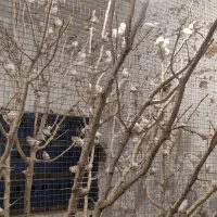 حراج فنچ مولد فروش عمده بالای 20عددفقط|پرنده|کرمان, |دیوار