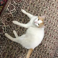 واگذاری رایگان گربه خانگی|گربه|بابل, |دیوار