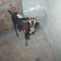 یک عدد بز چینی با دو عدد کهره نر