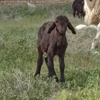 بره شیری افشاری نر علف خور