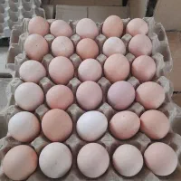 تخم مرغ زرده طلایی