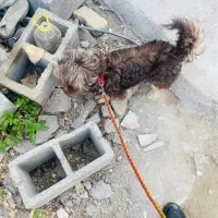 واگذاری صگ پاکوتاه