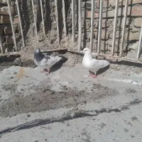 کفتر پرشی پاکستانی پرش بالا جفت هستن|پرنده|تهران, سعیدآباد|دیوار
