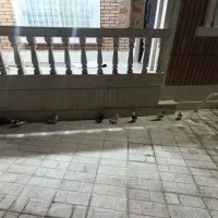 کبوتر|حیوانات|یاسوج, |دیوار