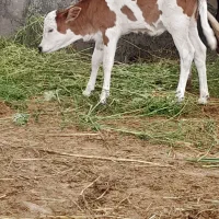 گوسال شیری سیمنتال