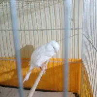 قناری نر رسمی|پرنده|رودهن, |دیوار