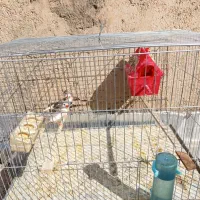 فنچ های زیبا با قفس