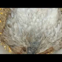 فروش جوجه مرغ ۱۶ روزه جوجه بلدرچین مرغ گلین