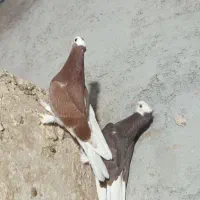 جوجه درجایی با یکی ماده درجایی