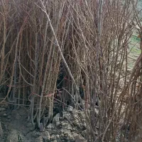 نهال زیر قیمت بازار