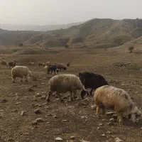 150 راس میش بره دار و آبستن|حیوانات مزرعه|جره و بالاده, |دیوار