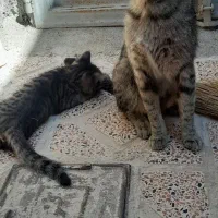 گربه بابچه اش رایگان واگذار