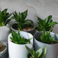 گل سانسوریا کرواتی وآلوراومجسمه