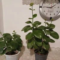 گل حسن یوسف و گل قاشقی|گل و گیاه طبیعی|گوگان, |دیوار