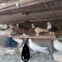 کبوتر|پرنده|اصفهان, ارغوانیه|دیوار