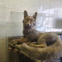 مجسمه روباه