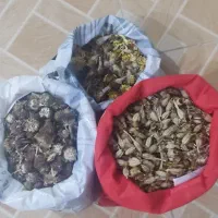 دانه گل|خدمات باغبانی و درختکاری|برازجان, |دیوار