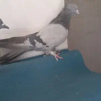 کبوتر اصفهانی پر|پرنده|برخوار, |دیوار