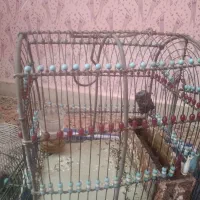 قفس دست باف سهره