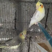 یک جفت عروس هلندی