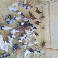 کفتر