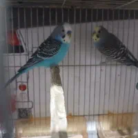 ۲ جفت مرغ عشق