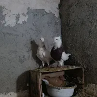 طوقی هفت رنگ|پرنده|نگین شهر, |دیوار