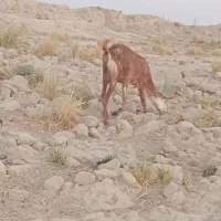 بز فروشی