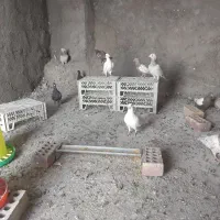 کفتر سینه و سرور|پرنده|قائن, |دیوار