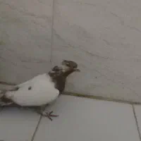 کبوتر خوب پرشی|پرنده|ایوان, |دیوار