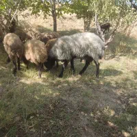 قوچ شال اصل|حیوانات مزرعه|داران, |دیوار