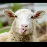 پاک کردن کله پاچه