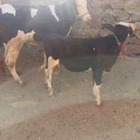 گاو گوساله نوین سمنتال|حیوانات مزرعه|حسین آباد, |دیوار