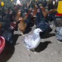 فروش مرغ گل پایگانی 6ماهه