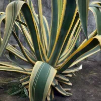 گل بزرگ و بسیار زیبا|گل و گیاه طبیعی|بندر انزلی, چهارفریضه|دیوار