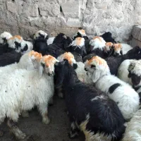 گوشت کشتار روز خورشتی و کبابی|حیوانات مزرعه|مسجد سلیمان, |دیوار